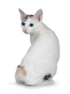 Japanese Bobtail Cat | Breed Info, Personality & Common Health Issues