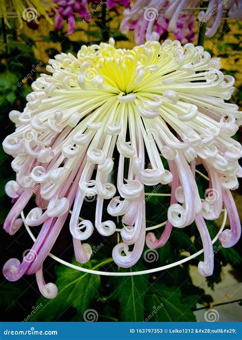 Japanese Chrysanthemum Flower Autumn Season Stock Image - Image of chrysanthemum, flower: 163797353