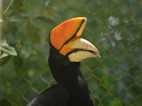 The Online Zoo - Rhinoceros Hornbill