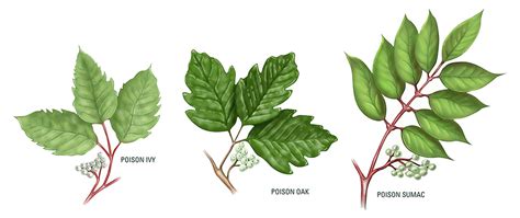 Poison Ivy Oak Sumac Identification