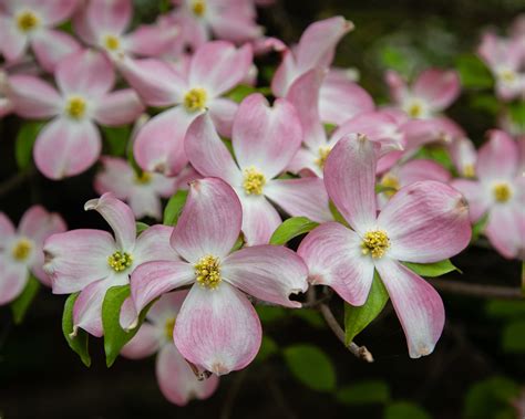 Arkansas Folk Wisdom for Spring | Only In Arkansas