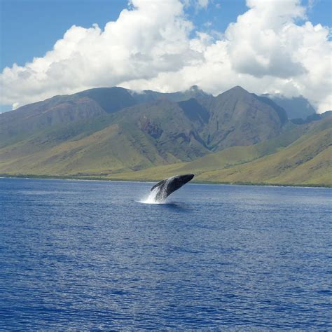 Maui Whale Watching Tours – excursionshawaii