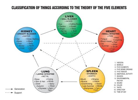 5 Elements Relationships - Scott Stephens BHSc (Acu) - Mornington Chinese Medicine