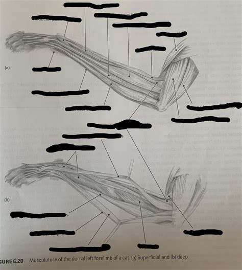 Cat Forelimb Movement #2 Diagram | Quizlet