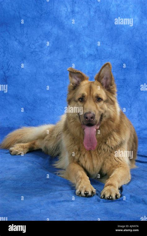 German Shepherd Dog Stock Photo - Alamy