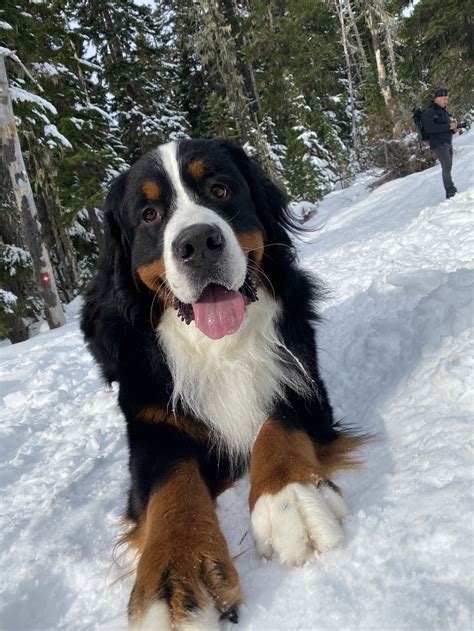 Do Bernese Mountain Dogs Shed