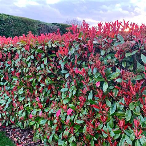 Photinia Plant