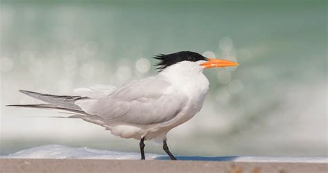 Royal Tern Overview, All About Birds, Cornell Lab of Ornithology