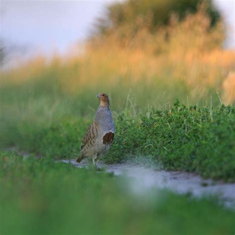 Upland Bird – Outdoor Buddies