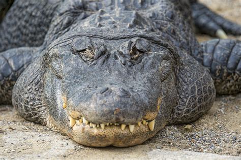 Mississippi Hunters Catch Massive Record Breaking Alligator - Your Everyday Entertainment