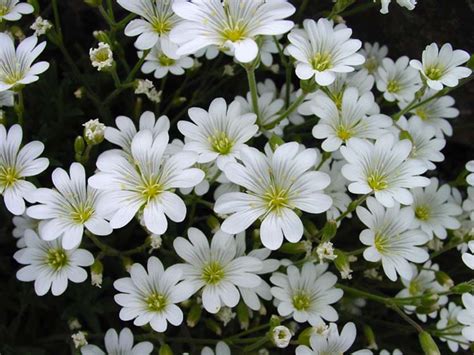 CERASTIUM seed | BELL Garden Company,Wholesale Plant seeds,Alive roots,Medicinal herbs,medicinal ...