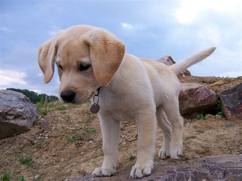 Labrador Retriever Puppies: What You Need to Know About Lab Puppies