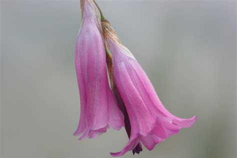 DIERAMA Pink Rocket Woottens Plant Nursery Suffolk