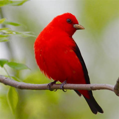 STOKES BIRDING BLOG: Scarlet Tanager just flew by!!