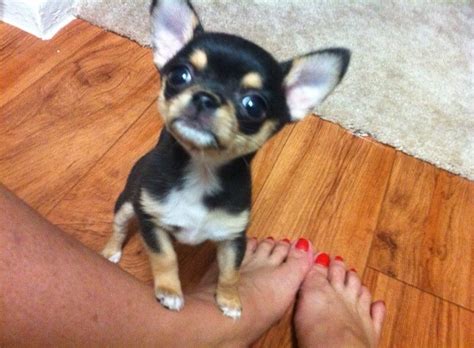 Dallas TX Teacup Chihuahua Puppies For Sale Dallas Texas Breeder | Chihuahua puppies for sale ...