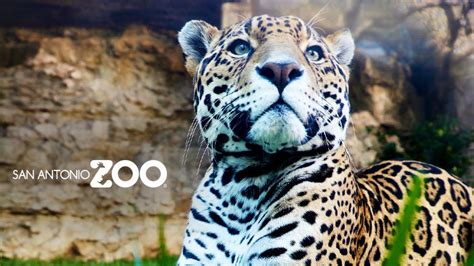 San Antonio Zoo San Antonio Discount, Tickets, Deal