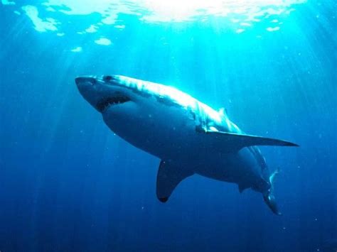 The Great White Shark attacks: The Great White Shark habitat