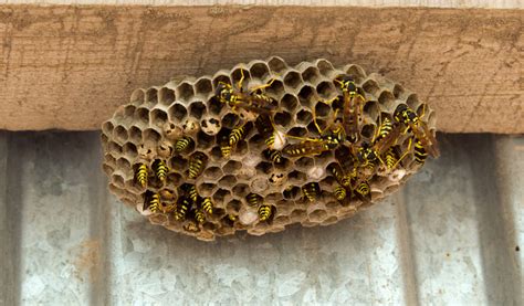 How to keep wasps out of your garden - Lawnscience