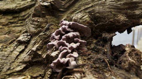 Fungi, New Zealand | Lyrebird1 | Flickr