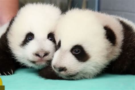 White Wolf : Giant Panda Twins are the first to survive in the U.S (Video)