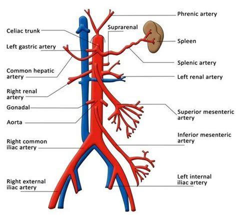 Pictures Of Brachiocephalic Vein(s)