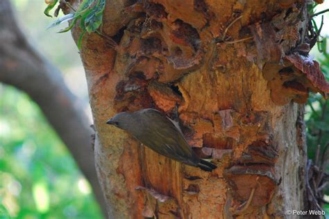 Move over you nest-stealing cuckoos, the honeyguides are just as crafty ...