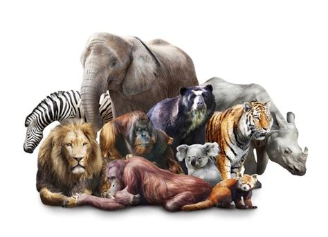 We’re all mammals – so why do we look so different?