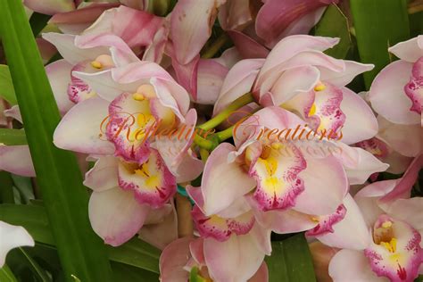 62. Pink Orchids – Reflective Creations