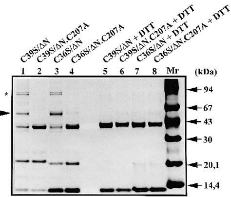 Formation of mixed disulphides between vN MDH and Trx h mutated at... | Download Scientific Diagram