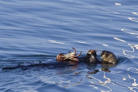 Sea Otter Eating Crab with Another on the Table | This is a … | Flickr