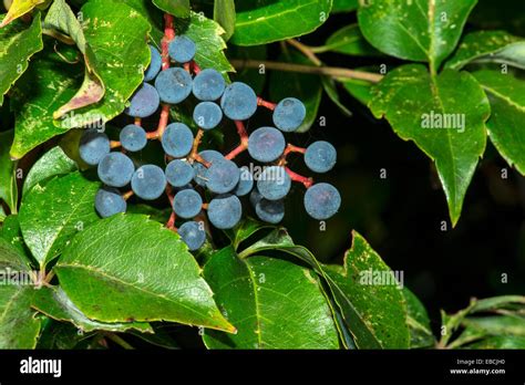 Virginia Creeper Berries Parthenocissus quinquefolia at Corolla, NC USA Outer Banks Stock Photo ...