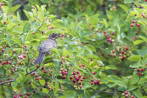 Buy Serviceberry for Sale Online | Direct Native Plants