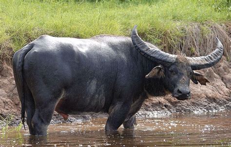 Scientific Name: Bubalus arnee; Common Name: Wild Water Buffalo, Asian Buffalo, Asiatic Buffalo ...