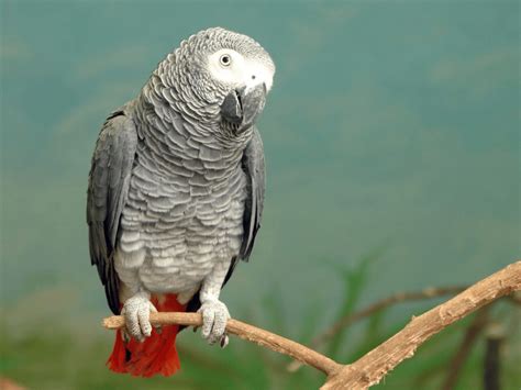 African Grey Parrot Facts | CRITTERFACTS