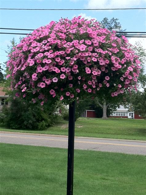 Pin by Elaine Kutchel on Gardening | Potted trees, Flowering trees, Flower pots