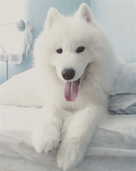 Winter the Samoyed | Samoyed dogs, Polar bear dogs, Samoyed