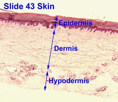 Epidermis Slide