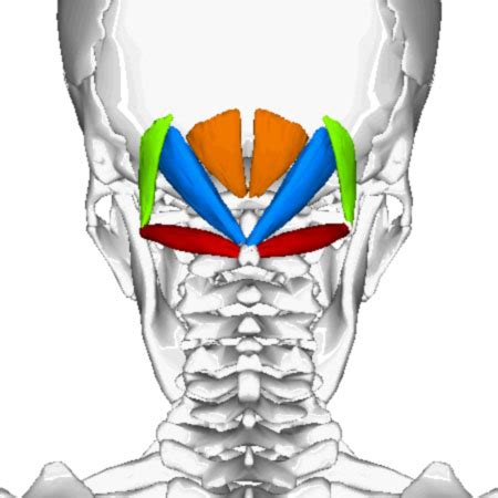 Suboccipital triangle – Bone and Muscle