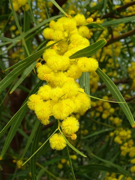 Golden Wreath Wattle (Acacia saligna) Flowers in Bloom – uthinki