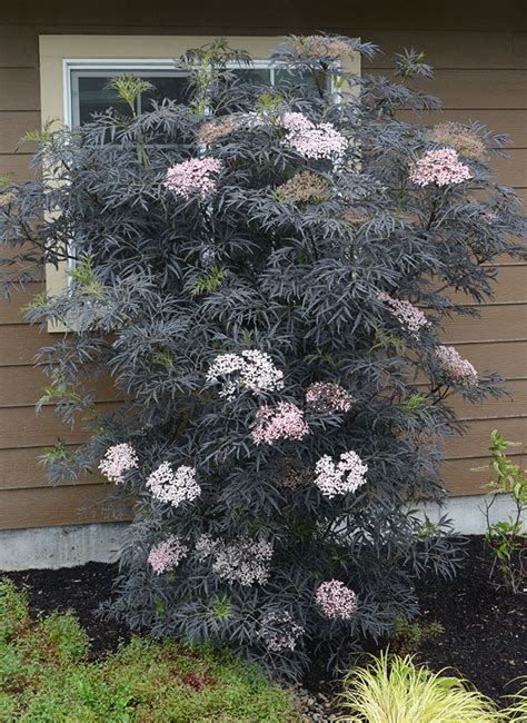 Sambucus nigra Black Lace™ | Landscape Plants | Oregon State University