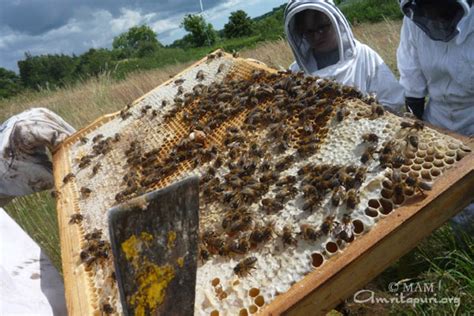 Bee farming by Green friends - Amma, Mata Amritanandamayi Devi