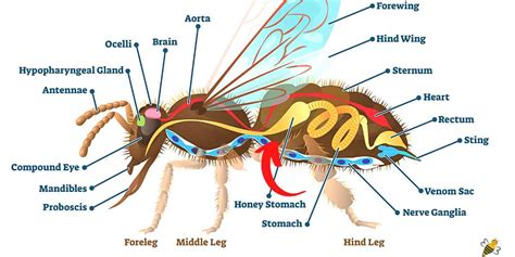 Why Honey Is Not Bee Vomit - What You Should Know- Carolina Honeybees