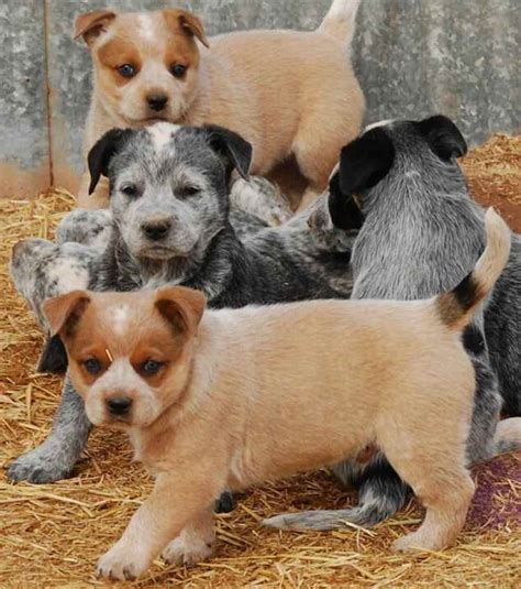 Australian Kettle Dog | Blue Heeler - Dog Breed Info, images, videos, FAQs