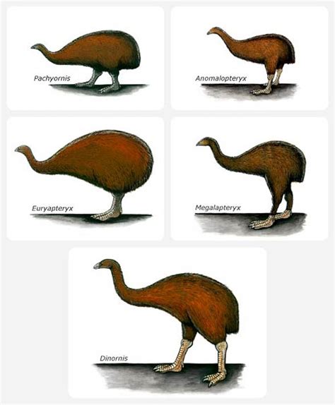 Moa - giant birds | DinoAnimals.com