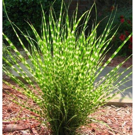 Zebra Grass Seeds (Miscanthus sinensis Zebrinus) - Ár: €1.55