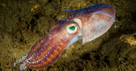 Cuttlefish vs Squid: What Are The Differences? - A-Z Animals