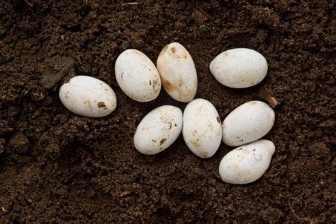 Lizard Eggs - The Second Batch | While my wife was gardening… | Flickr