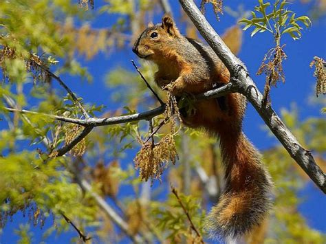 Free picture: squirrel, trees