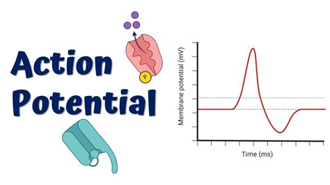 Action Potential Animation - YouTube