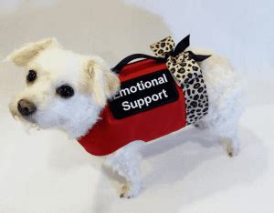 Emotional Support Dog | How To Get One & How They Help